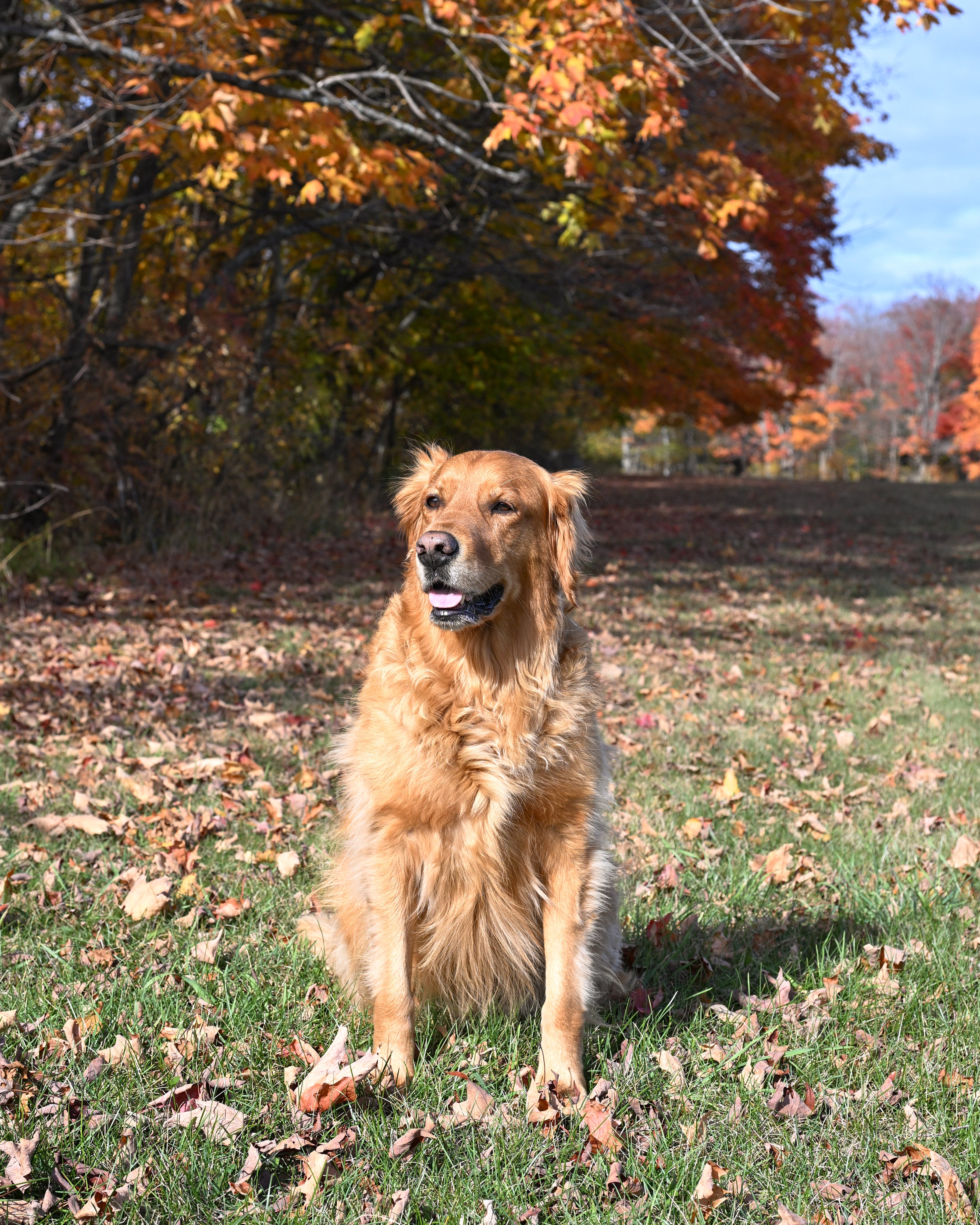 Archer, the golden retriever sitting on a grassy area with autumn leaves and trees in the background at Koepsel's Farm Market